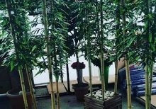 Ahşap Saksıda Bambu